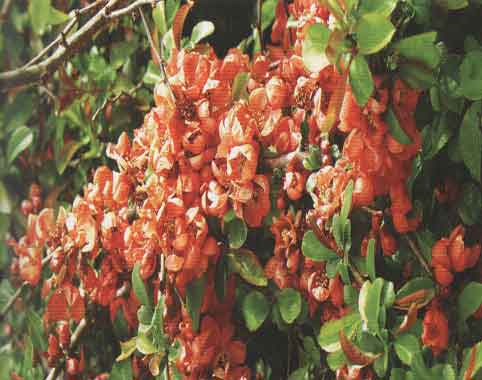 Japanin ruusukvitteni